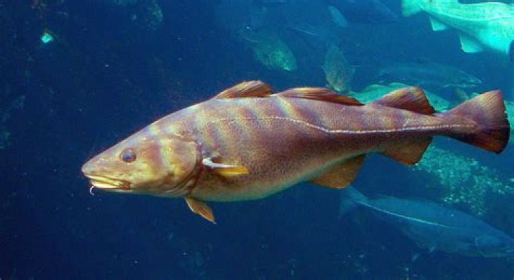 Codfish