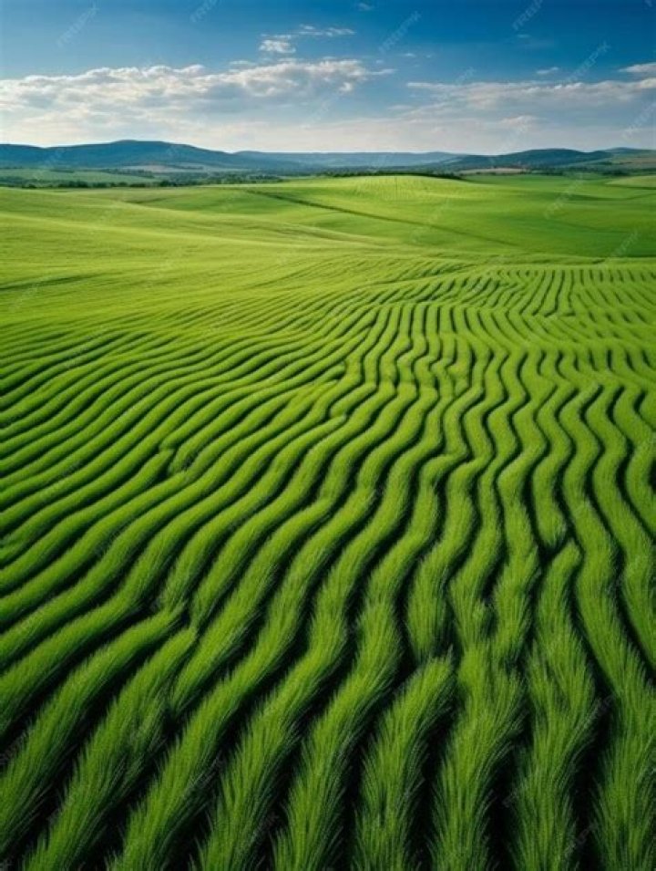 Fields