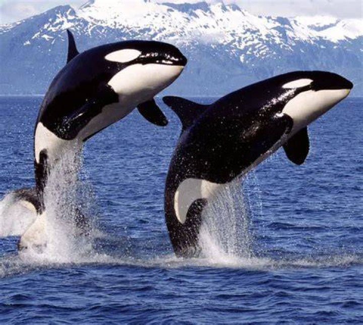 How to Acquire the Orcas Mechanism in Skull and Bones