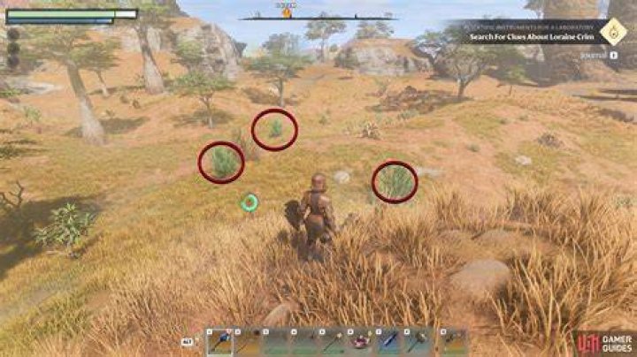 How to Get Rooibos in Enshrouded? - SarkariResult