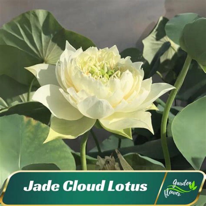 Jade Cloud
