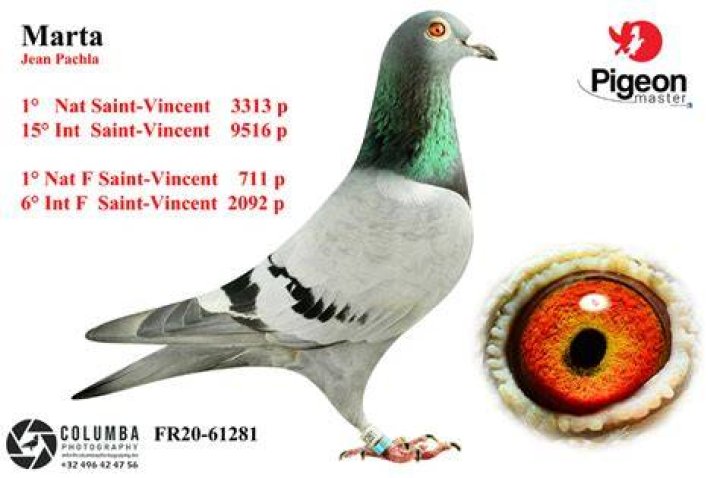 Marta Pigeon