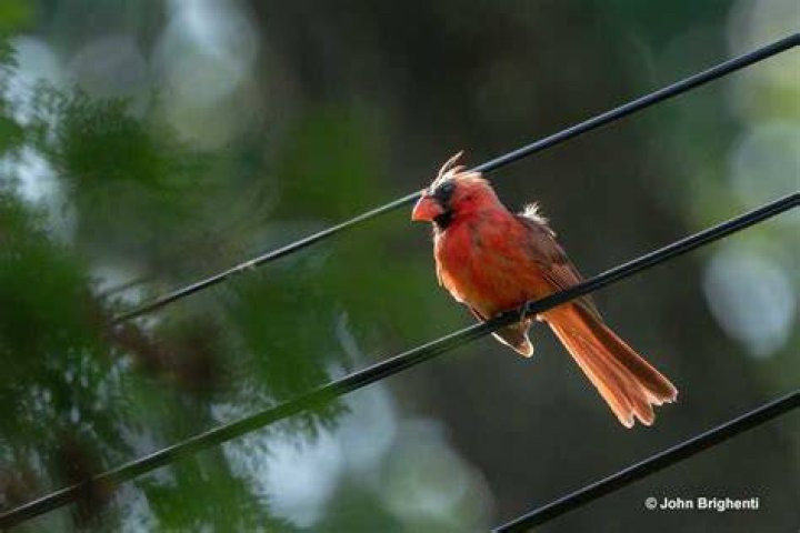 Molt