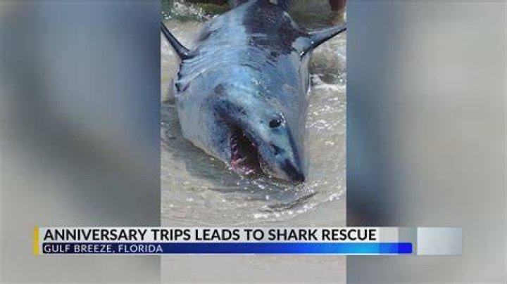 Pensacola Beach's Mako Shark: Fact or Fiction? - SarkariResult
