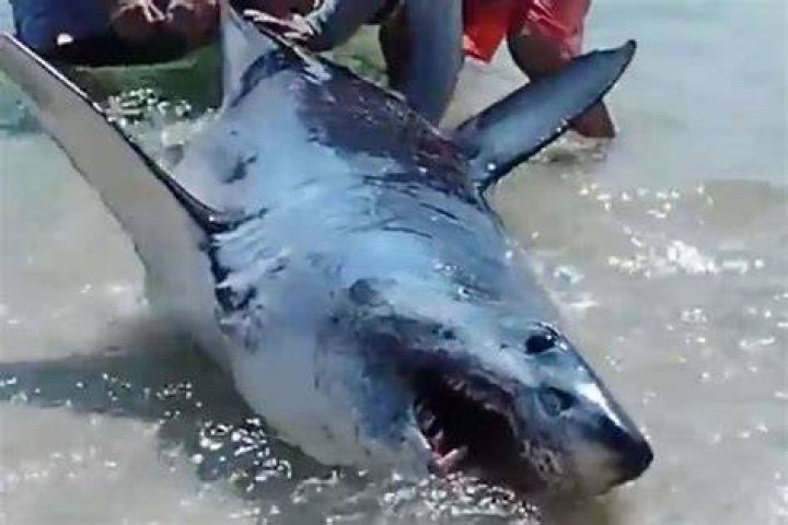 Rescue of Stranded Mako Shark on Pensacola Beach